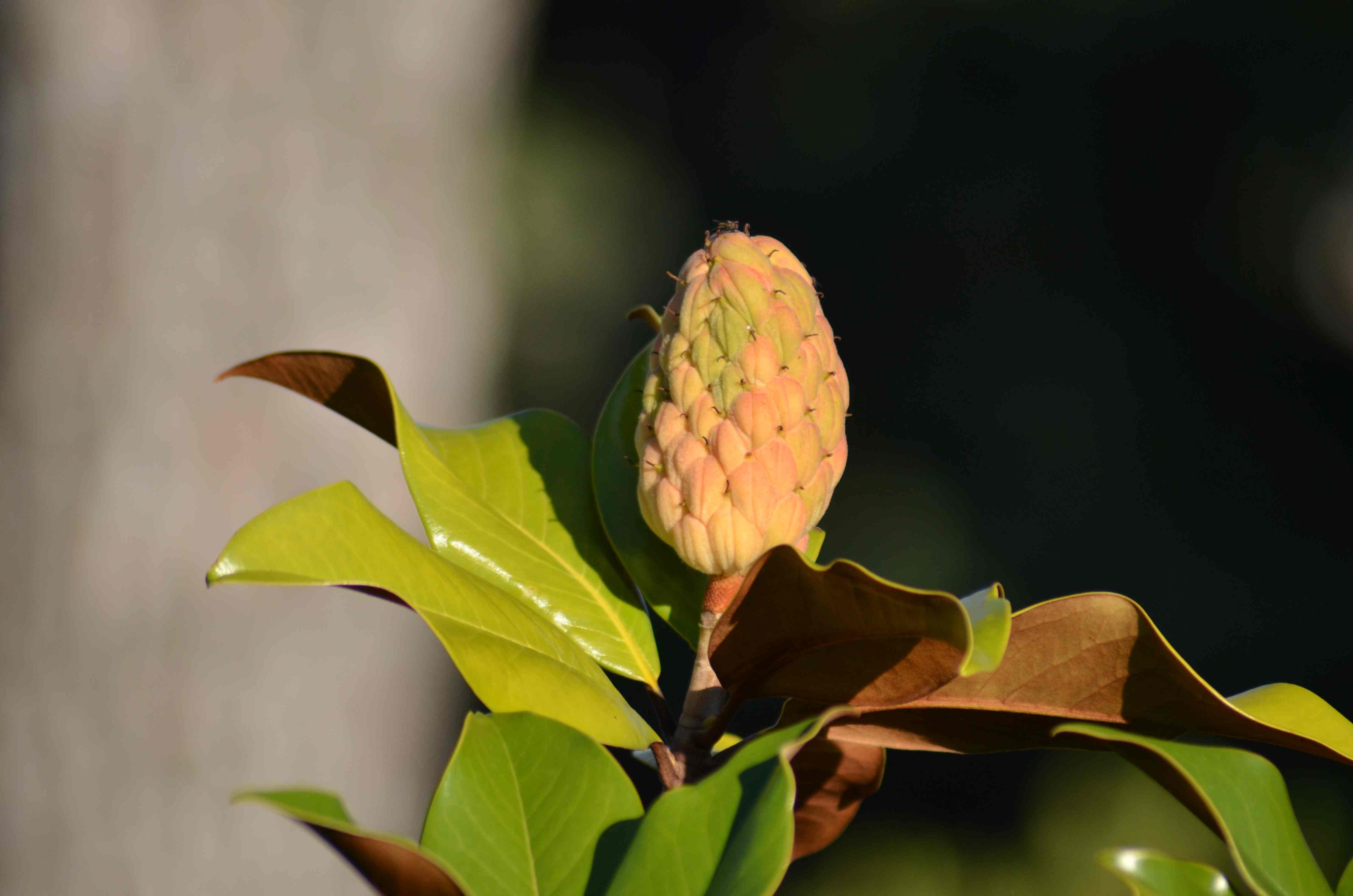 No s'ha trobat l'arxiu